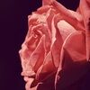 kaysroses